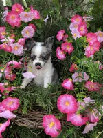 Tiny tiny blue merle, a male Chihuahua for sale in Hendrix, OK – 1 of 10