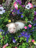 Jake, a male Chihuahua for sale in Hendrix, OK – 5 of 8