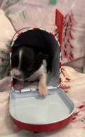 Tiny Lyra, a female Chihuahua for sale in Hendrix, OK – 2 of 6