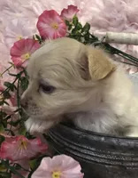 Tiny fluffball jake, a male Chihuahua for sale in Hendrix, OK – 2 of 10