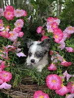 Tiny tiny blue merle, a male Chihuahua for sale in Hendrix, OK – 4 of 10