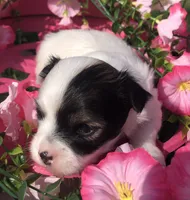 Jed (longhair), a male Chihuahua for sale in Hendrix, OK – 6 of 9