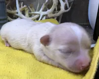 Jake, a male Chihuahua for sale in Denison, TX – 3 of 5