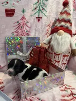Tiny Lyra, a female Chihuahua for sale in Hendrix, OK – 6 of 6