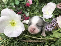 Tiny, tiny, tiny LH Merle , a male Chihuahua for sale in Hendrix, OK – Photo 5 of 9