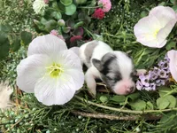 Tiny, tiny, tiny LH Merle , a male Chihuahua for sale in Hendrix, OK – Photo 9 of 9