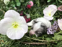 Tiny, tiny, tiny LH Merle , a male Chihuahua for sale in Hendrix, OK – Photo 6 of 9