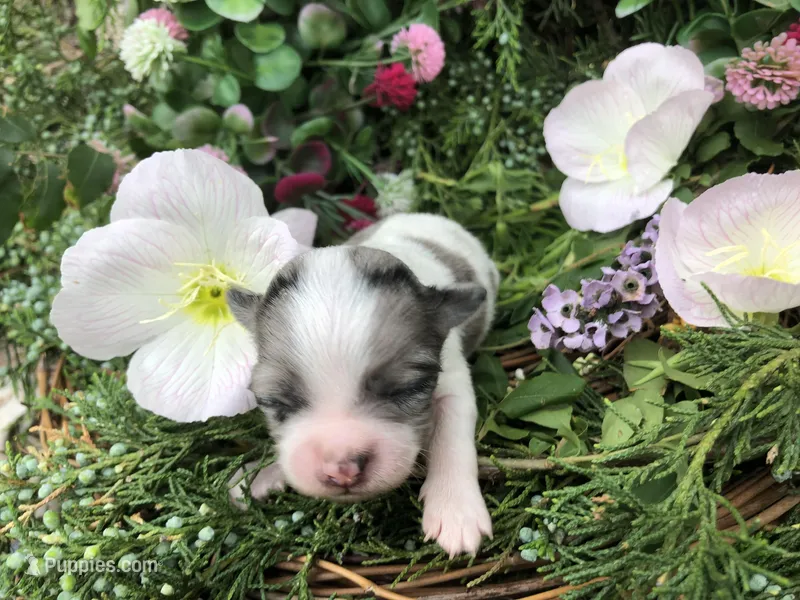 Tiny, tiny, tiny LH Merle  – Chihuahua puppy for sale in Hendrix, OK