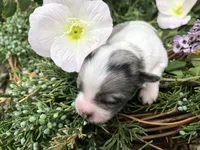 Tiny, tiny, tiny LH Merle , a male Chihuahua for sale in Hendrix, OK – Photo 2 of 9