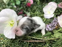 Tiny, tiny, tiny LH Merle , a male Chihuahua for sale in Hendrix, OK – Photo 4 of 9