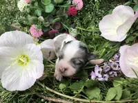 Tiny, tiny, tiny LH Merle , a male Chihuahua for sale in Hendrix, OK – Photo 7 of 9