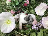 Tiny, tiny, tiny LH Merle , a male Chihuahua for sale in Hendrix, OK – Photo 8 of 9