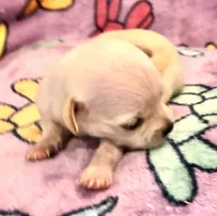 Gabe (runt), a male Chihuahua for sale in Denison, TX – 2 of 5