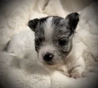 Kane, a male Chihuahua for sale in Hendrix, OK – 3 of 3