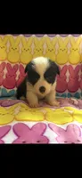 Morgan, a female Pembroke Welsh Corgi for sale in Hendrix, OK – 2 of 2