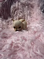 Jackie, a female Chihuahua for sale in Hendrix, OK – 3 of 4