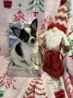 Tiny Gabe, a male Chihuahua for sale in Hendrix, OK – 3 of 5
