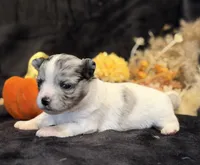 Prince (blue Merle), a male Chihuahua for sale in Hendrix, OK – 6 of 7