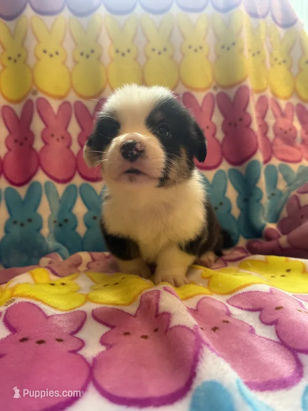 Gabe – Pembroke Welsh Corgi puppy for sale in Hendrix, OK