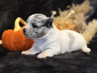 Prince (blue Merle), a male Chihuahua for sale in Hendrix, OK – 3 of 7