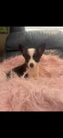 Tiny Morgan, a female Pembroke Welsh Corgi for sale in Hendrix, OK – 3 of 8