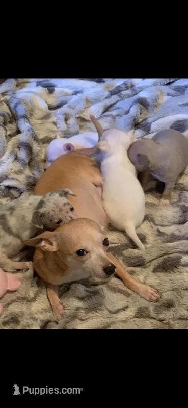 Primrose – Chihuahua puppy for sale in Hendrix, OK