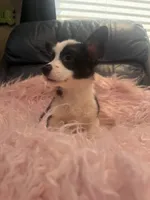 Tiny Morgan, a female Pembroke Welsh Corgi for sale in Hendrix, OK – 6 of 9