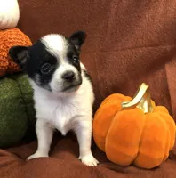 Tiny Gabe, a male Chihuahua for sale in Hendrix, OK – 3 of 10