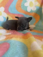 PENDING, a female Chihuahua for sale in Hendrix, OK – Photo 2 of 3
