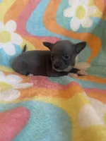 PENDING, a female Chihuahua for sale in Hendrix, OK – Photo 1 of 3