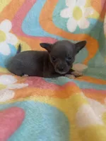 PENDING, a female Chihuahua for sale in Hendrix, OK – Photo 3 of 3