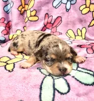 Oliva (long hair), a female Chihuahua for sale in Denison, TX – 3 of 4