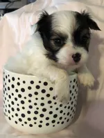 Jed, a male Chihuahua for sale in Hendrix, OK – 3 of 5