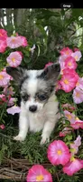 Tiny tiny blue eyes, a male Chihuahua for sale in Hendrix, OK – 5 of 8