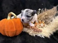 Kane (blue Merle) (LH), a male Chihuahua for sale in Hendrix, OK – 4 of 5