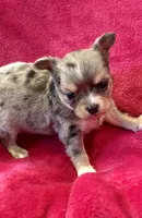 Tiny, tiny, tiny, a male Chihuahua for sale in Hendrix, OK – Photo 2 of 3