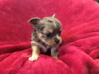Tiny, tiny, tiny, a male Chihuahua for sale in Hendrix, OK – Photo 3 of 3