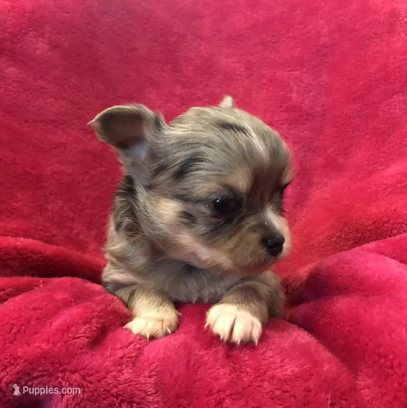 Tiny, tiny, tiny – Chihuahua puppy for sale in Hendrix, OK