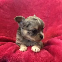 Tiny, tiny, tiny, a male Chihuahua for sale in Hendrix, OK – Photo 1 of 3