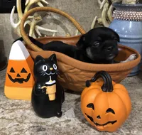 Shadow, a female Chihuahua and Pekingese for sale in Hendrix, OK – 4 of 4