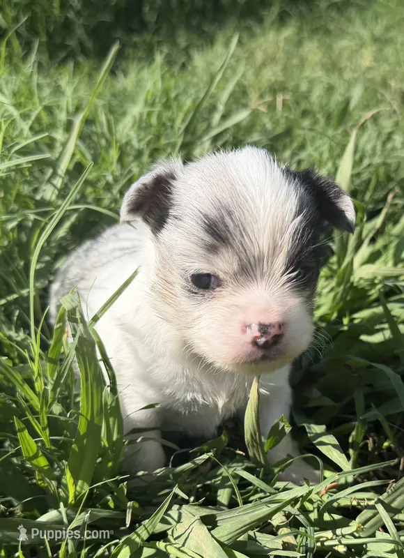 Prince – Chihuahua puppy for sale in Hendrix, OK