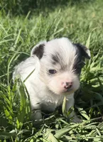 Prince, a male Chihuahua for sale in Hendrix, OK – 1 of 3
