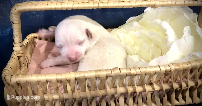 Tiny White female – Chihuahua puppy for sale in Hendrix, OK