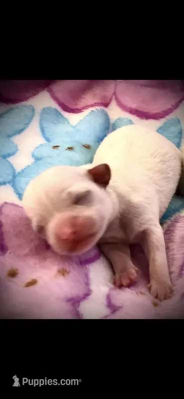 Tiny White female – Chihuahua puppy for sale in Hendrix, OK