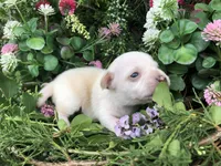 Tiny little Prince, a male Chihuahua for sale in Hendrix, OK – Photo 2 of 4