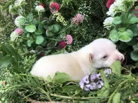 Tiny little Prince, a male Chihuahua for sale in Hendrix, OK – Photo 4 of 4