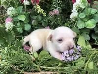 Tiny little Prince, a male Chihuahua for sale in Hendrix, OK – Photo 1 of 4