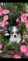 Tiny tiny blue eyes, a male Chihuahua for sale in Hendrix, OK – 6 of 8