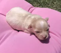 Jake, a male Chihuahua for sale in Hendrix, OK – 7 of 8