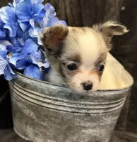 Princess (blue Merle) (LH), a female Chihuahua for sale in Hendrix, OK – 8 of 8